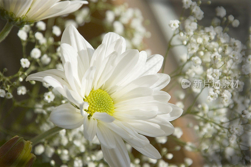 婴儿呼吸中的一朵雏菊