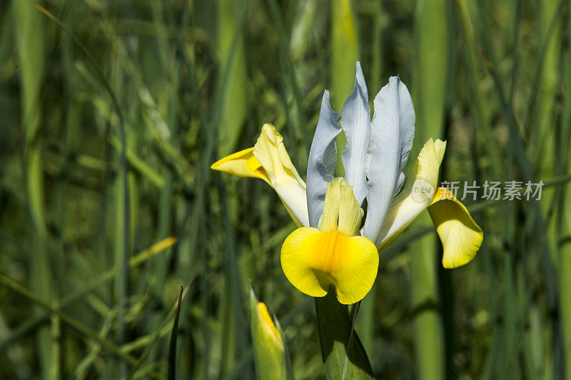 开花的白色有机鸢尾生长在苗圃的特写