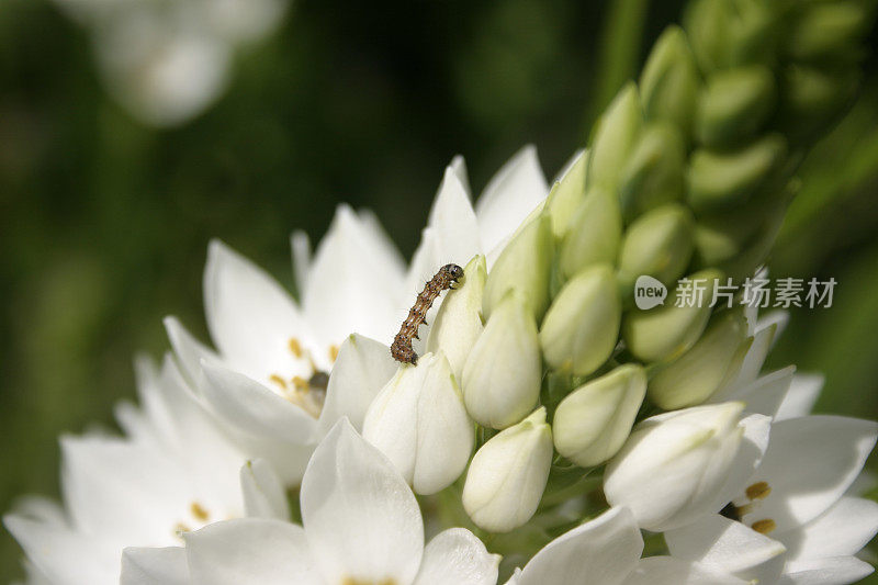 鸟粪花与小毛虫