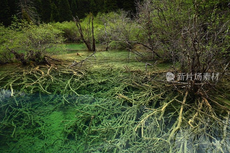 树在绿色的湖中扎根