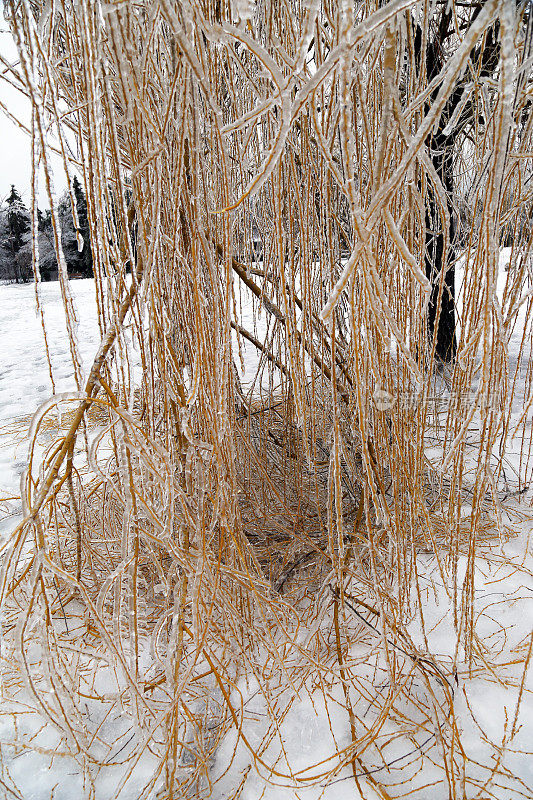加拿大:被冰覆盖的树枝(2013年冰风暴)