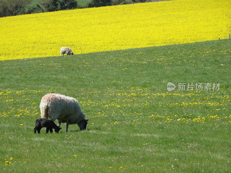 野地里的母羊和新生的黑色小羊羔的形象
