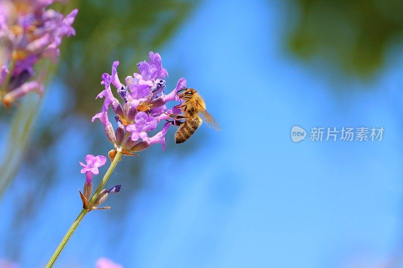 蜜蜂在薰衣草