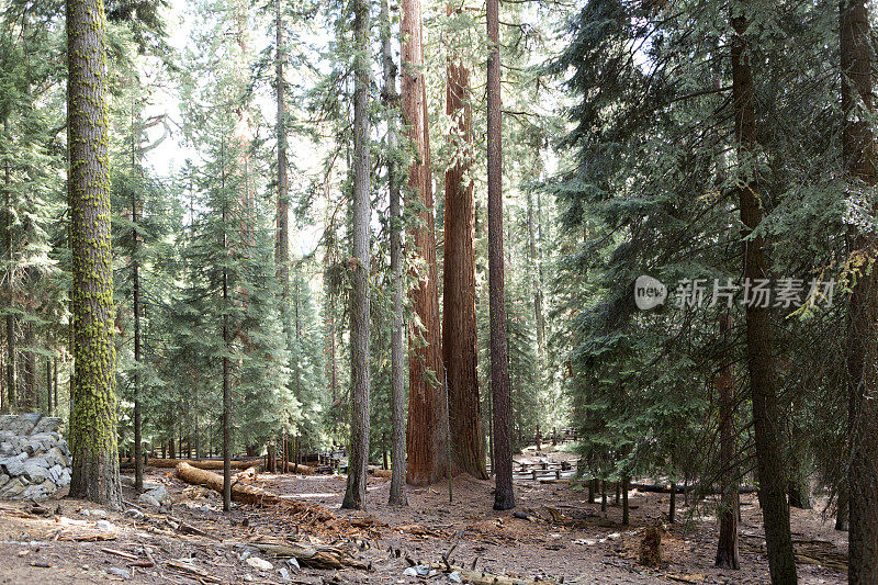 巨大的红杉树林