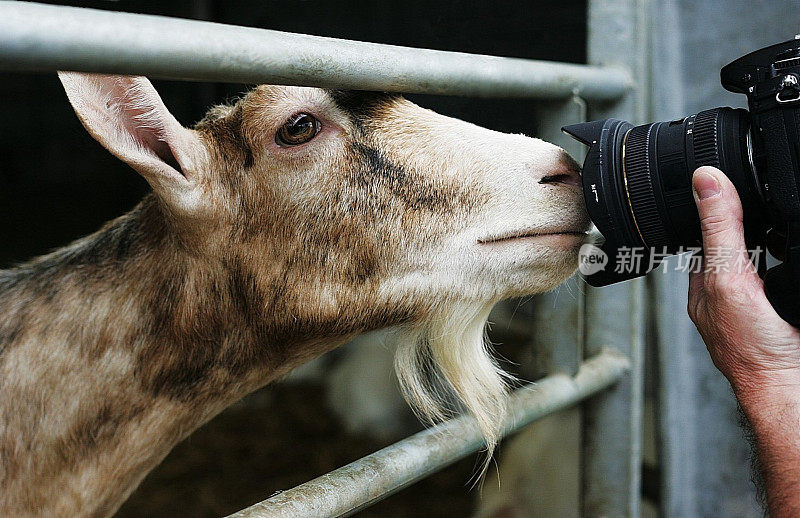 好奇的山羊看着摄影师的镜头。