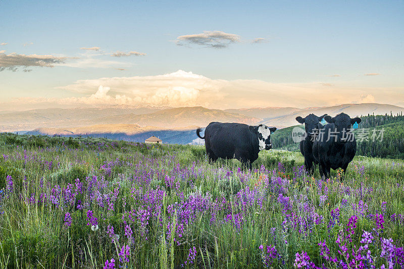 科罗拉多高地野花中的奶牛