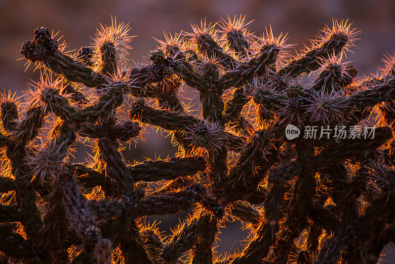 标志性的西南沙漠自然细节