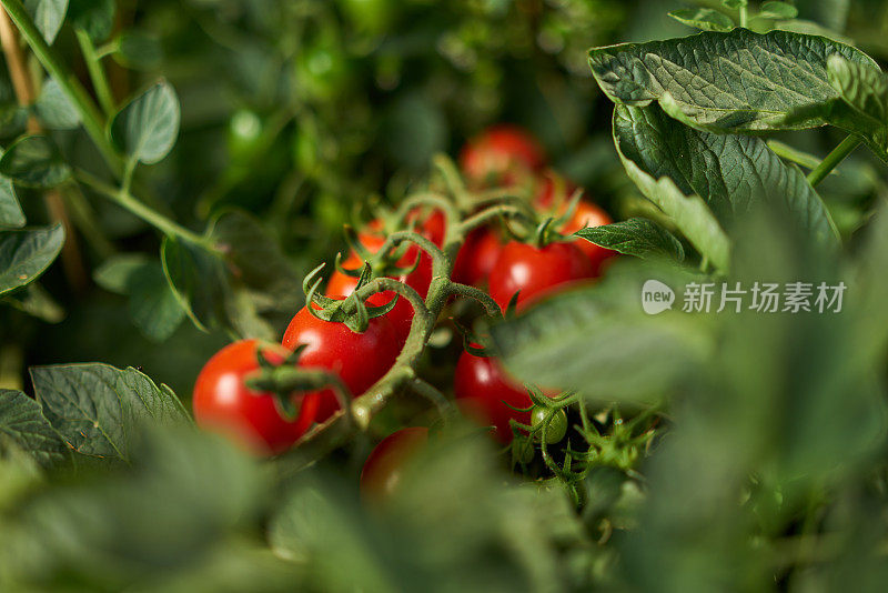 花园里的樱桃番茄特写