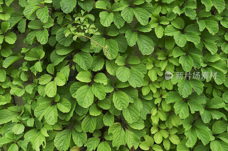 植物墙