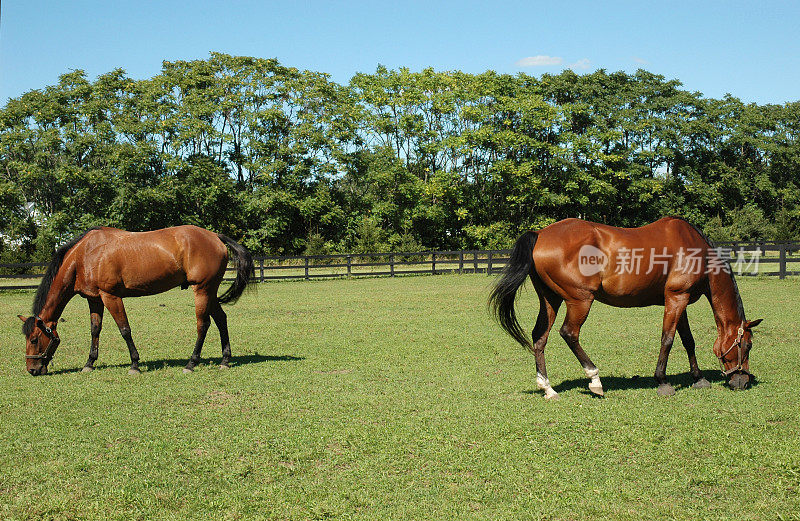 两匹马吃草