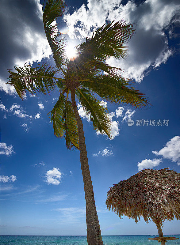 加勒比海海滩上的棕榈树
