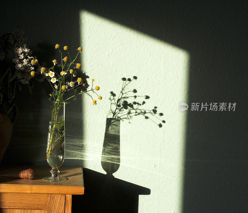 花瓶里垂死的洋甘菊的影子
