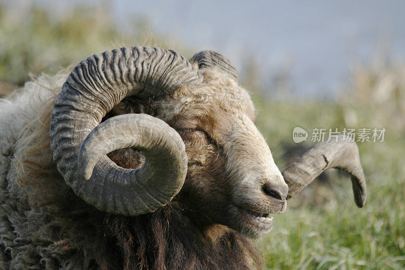 卷角羊
