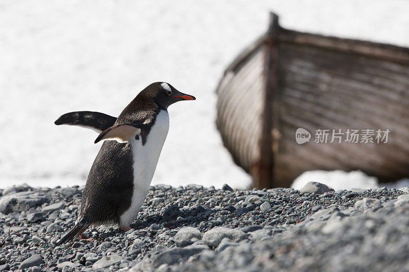 在半月岛的南极巴布亚企鹅