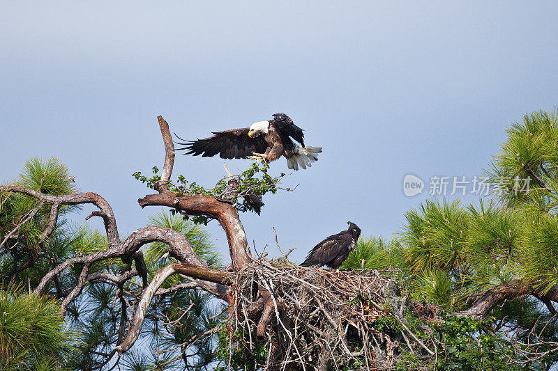 秃鹰降落在树枝上，巢在附近