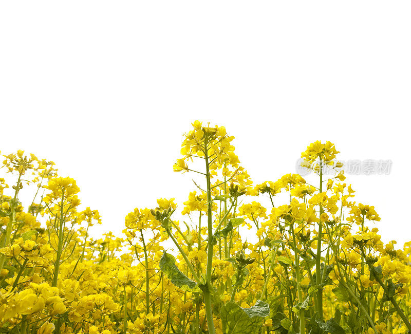 油菜花儿