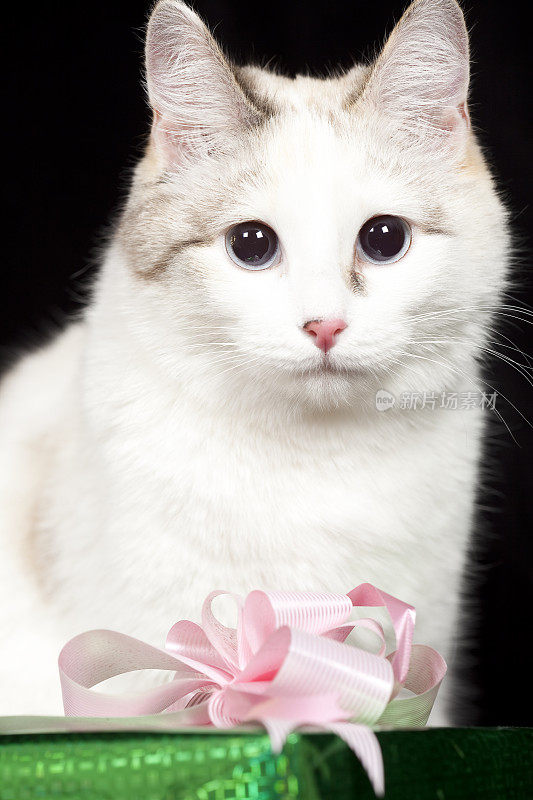 猫:Portrait-Gift