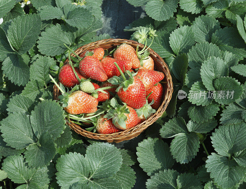 果园草莓