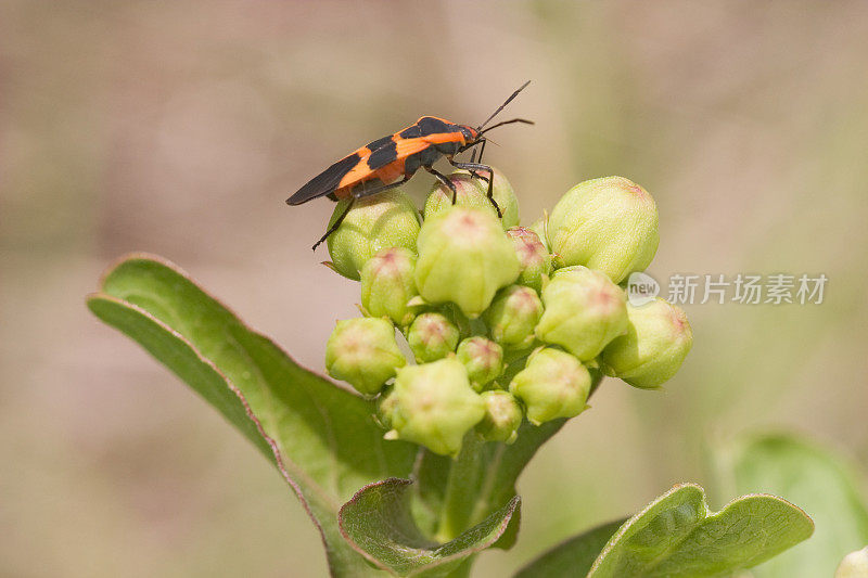 羚羊植物上的橙色甲虫