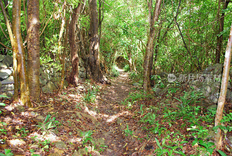 森林里的徒步旅行路线。