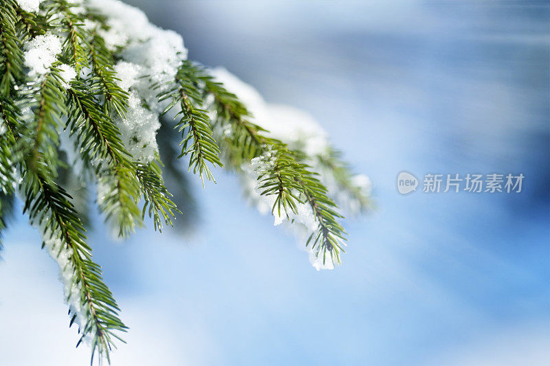 白雪覆盖的松树前面的蓝色背景