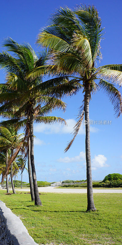 迈阿密海滩沿岸的棕榈树