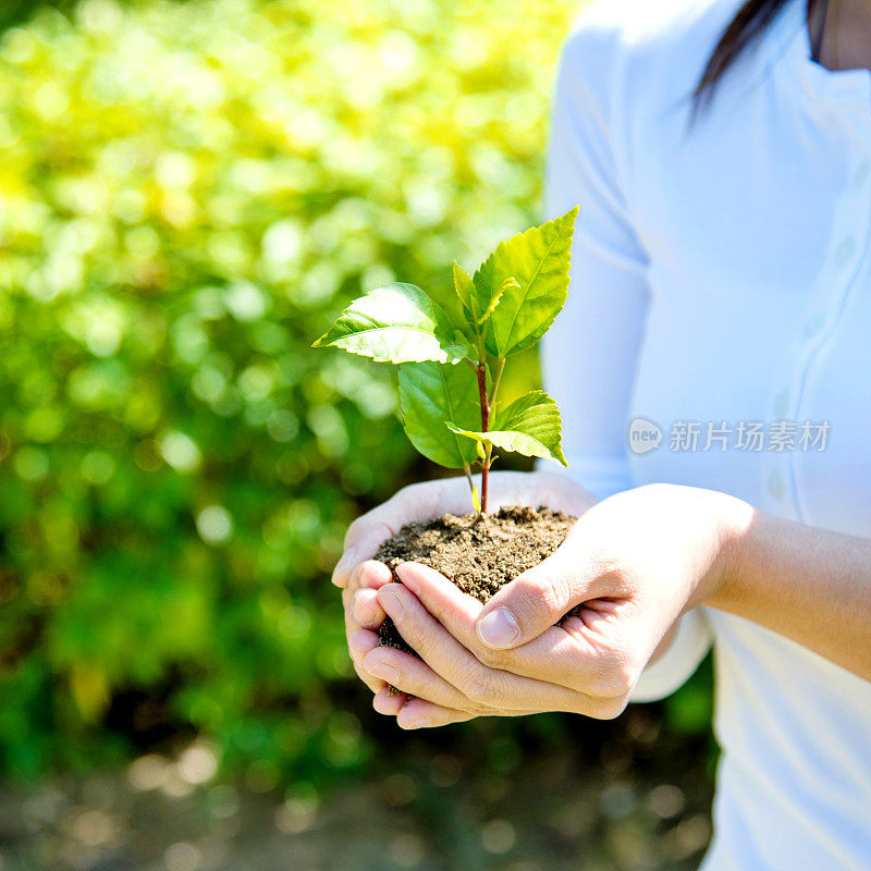 手中有小植物