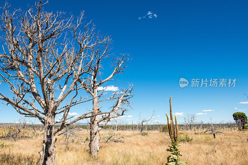 枯树下一场大火后的天空