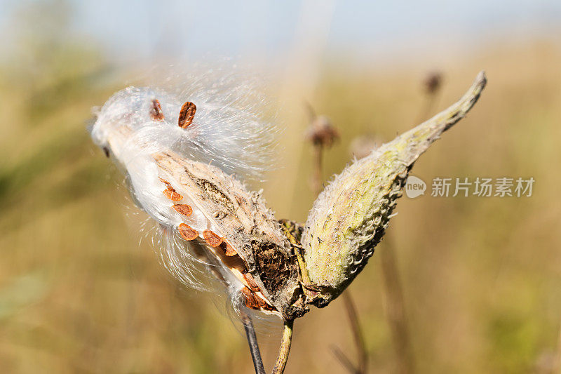 乳草属植物的种子荚