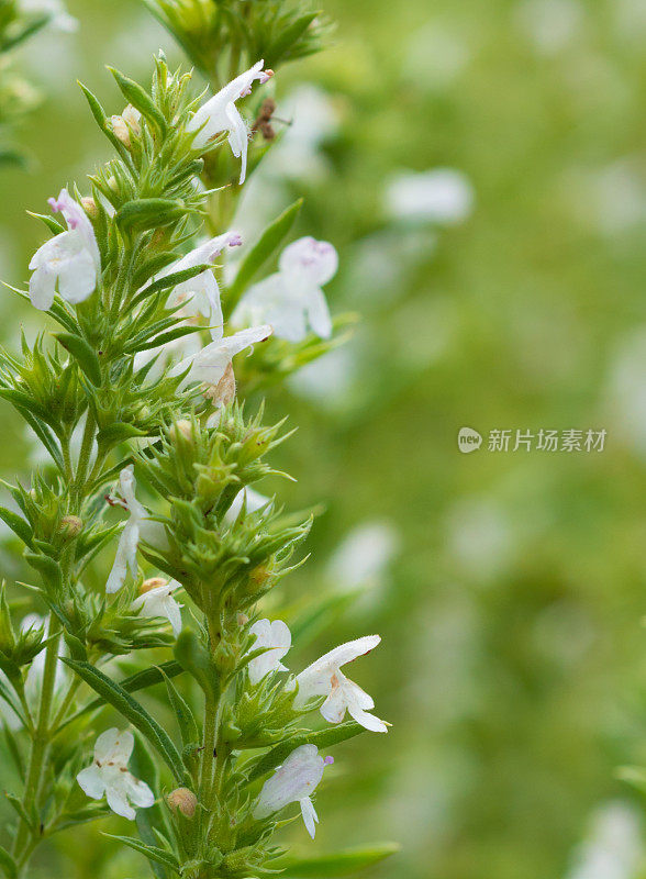 治疗药草-菖蒲