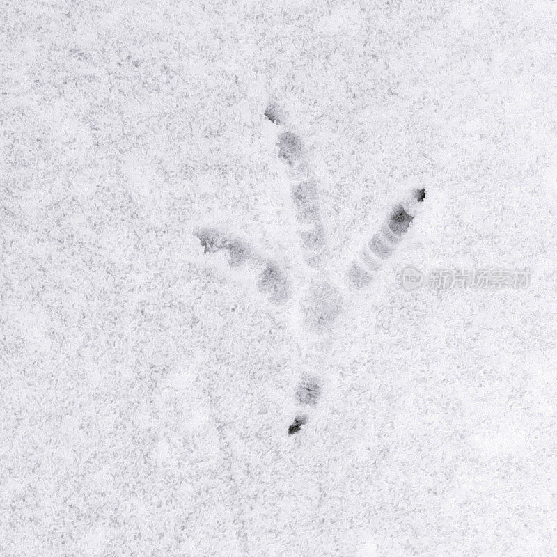 雪地上有鸟的脚印。