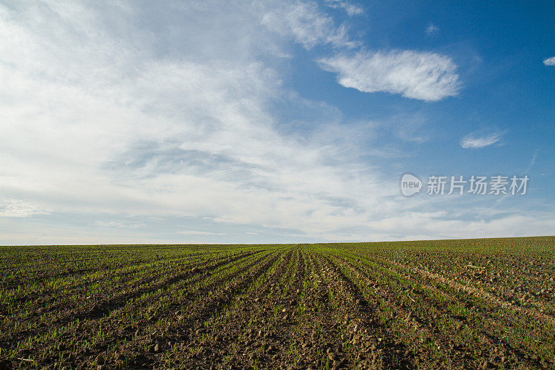 小麦田上方的云景