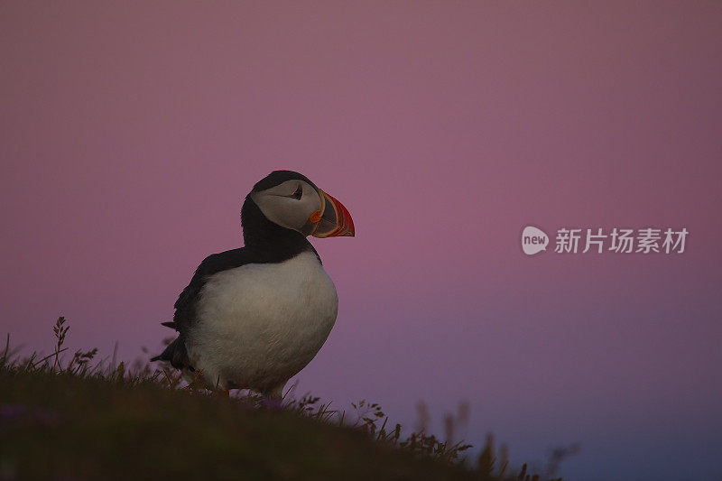 早上好，海雀(北极兄弟会)