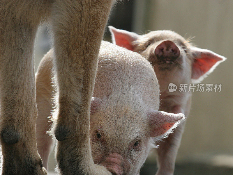 小猪遇到狗