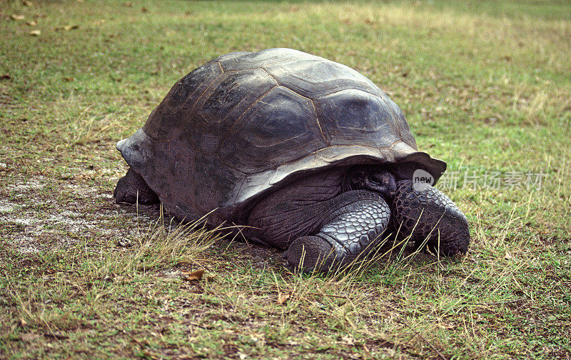 阿尔达伯兰巨龟