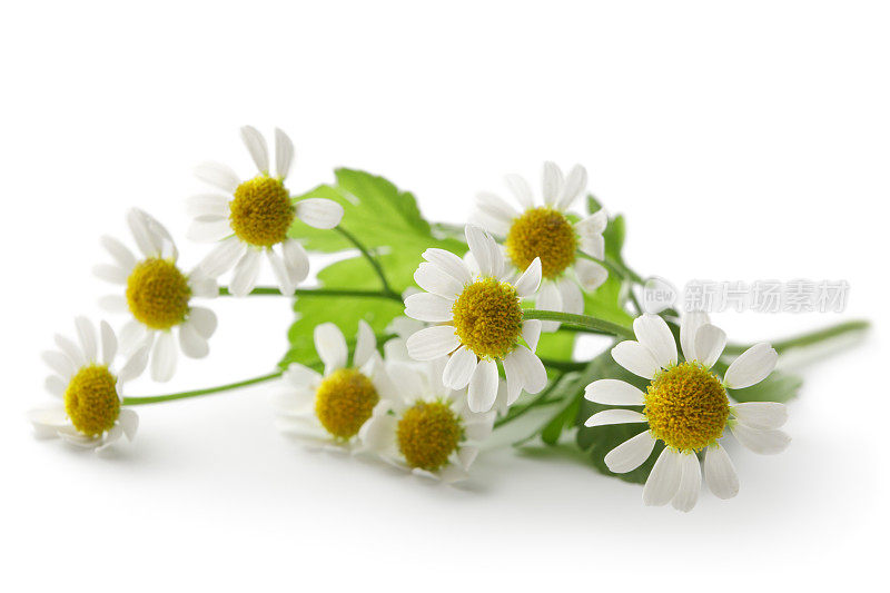 花:在白色背景上孤立的甘菊