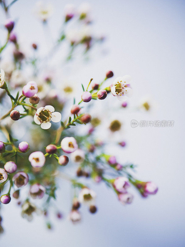 精致美丽的新鲜蜡花映衬着蓝色的背景