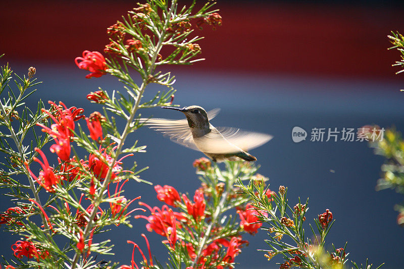 模糊的蜂鸟