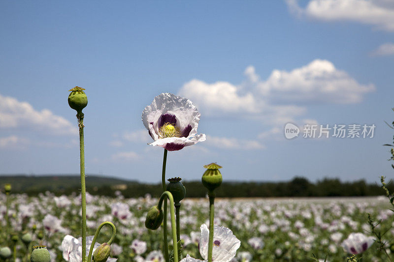 罂粟花田