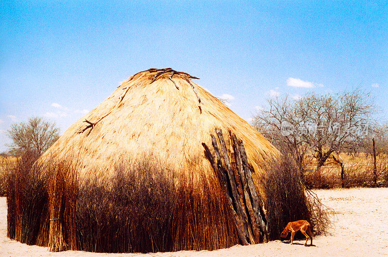 博茨瓦纳:圣布希曼草屋，狗，蓝天