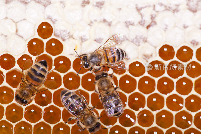 蜂房上的蜜蜂