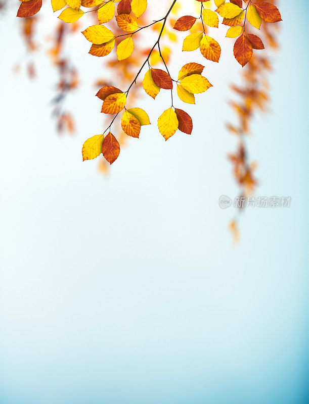秋天的背景与多彩的树叶