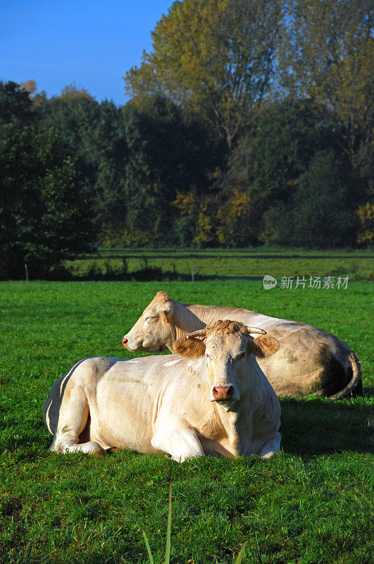 两头夏洛来奶牛在一个牧场上。