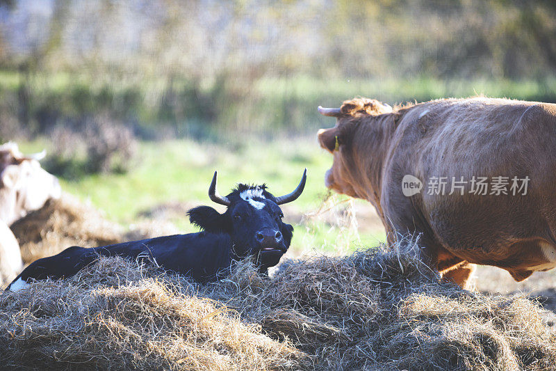 奶牛休息和吃干草