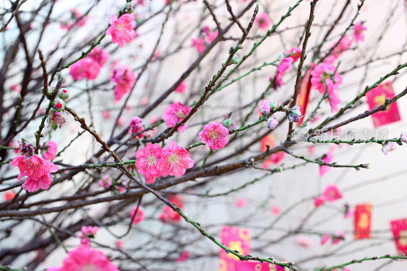 中国新年桃花