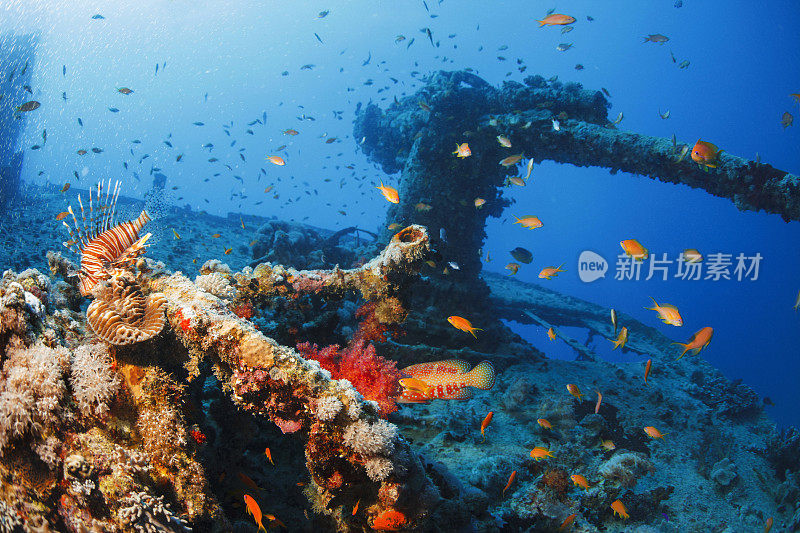 海洋生物珊瑚和狮子鱼鱼沉船潜水SS蓟