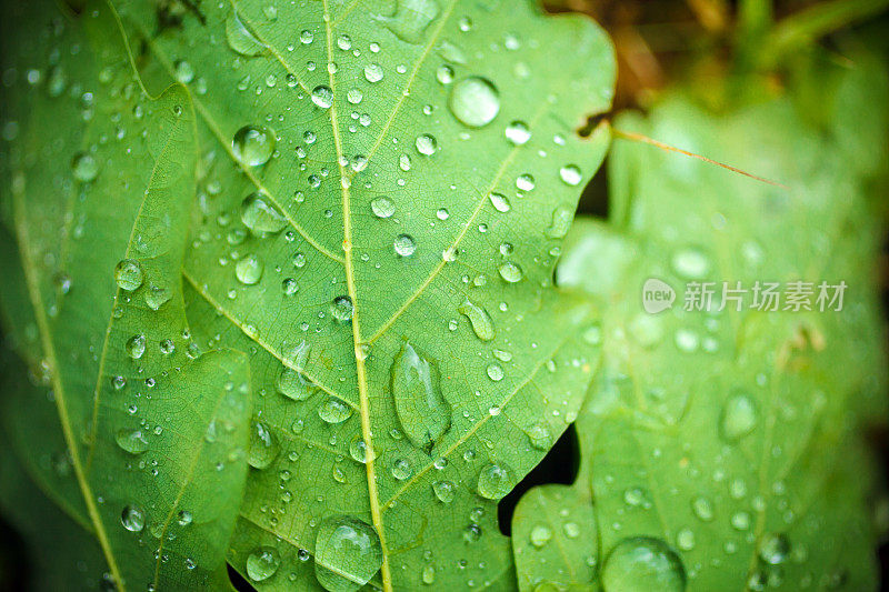 橡树叶上的雨滴