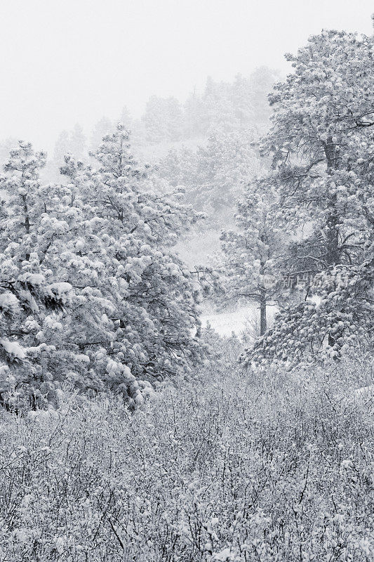 派克国家森林降雪