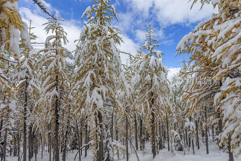 秋雪覆盖松树树林森林景观，加拿大