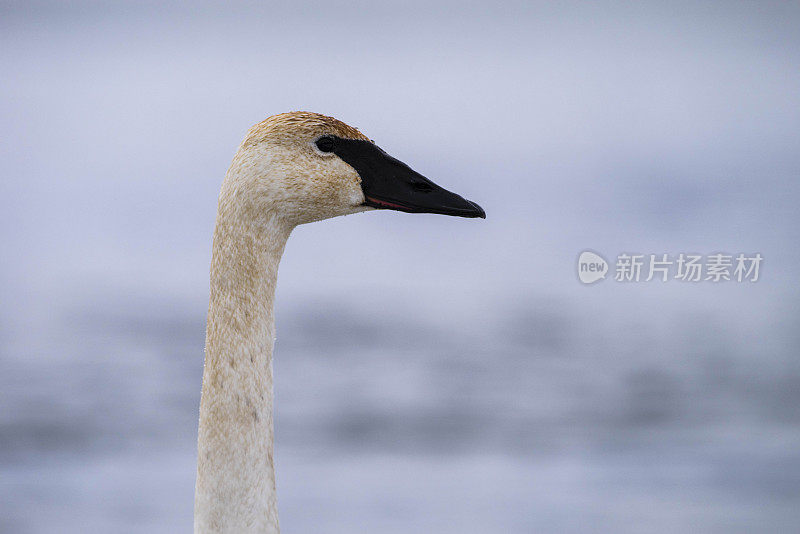 特写肖像的号手天鹅头